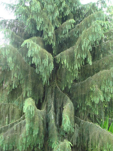 Picea breweriana